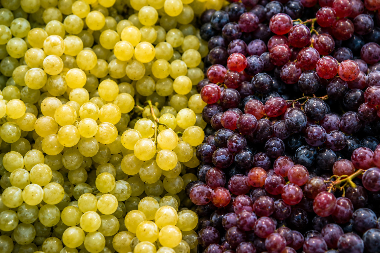 Racimos de uva en la vi&ntilde;a para la elaboraci&oacute;n de vinos Pedroheras