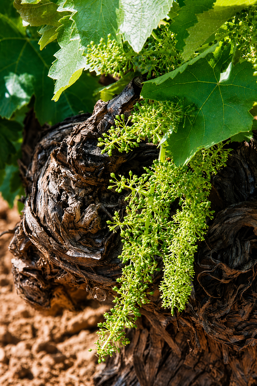 Cepa con fruto en el vi&ntilde;edo de Pedroheras